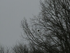 Accipiter nisus