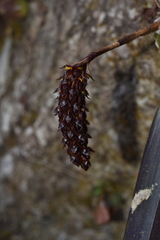 Bulbophyllum careyanum