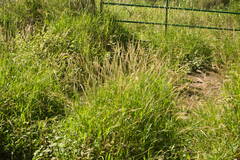 Digitaria insularis
