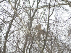 Accipiter nisus