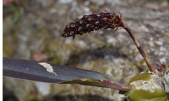 Bulbophyllum careyanum