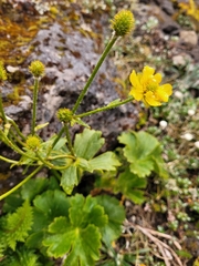 Ranunculus nivicola