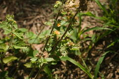 Malvastrum americanum