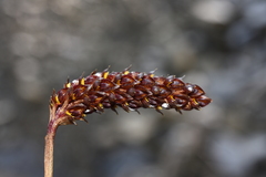 Bulbophyllum careyanum