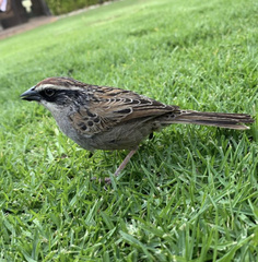 Oriturus superciliosus