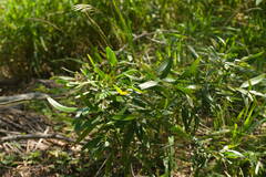 Acacia confusa