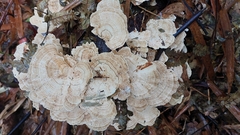Trametes menziesii
