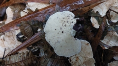 Trametes menziesii