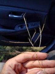Dichanthium annulatum annulatum