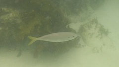 Trachurus novaezelandiae