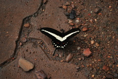 Heraclides hectorides