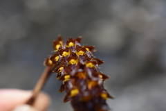 Bulbophyllum careyanum