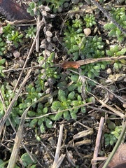 Draba verna