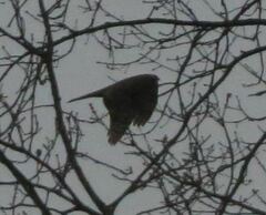 Accipiter nisus