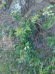 Schinus terebinthifolia