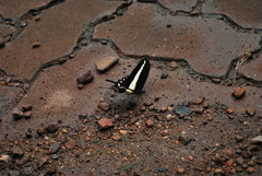 Heraclides hectorides