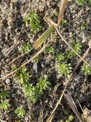 Draba verna