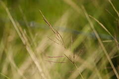 Bothriochloa bladhii