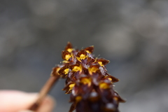 Bulbophyllum careyanum