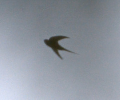 Cypsiurus parvus