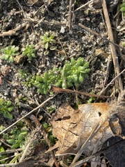 Draba verna