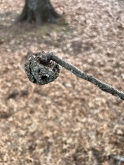 Callirhytis quercuspunctata