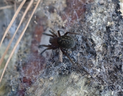 Phyxelididae