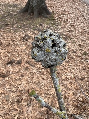 Callirhytis quercuspunctata