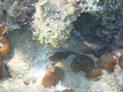 Chondrilla nucula