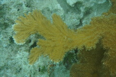 Acropora palmata