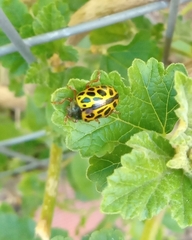 Calligrapha polyspila