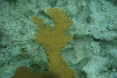 Acropora palmata