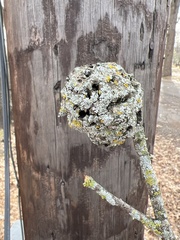 Callirhytis quercuspunctata