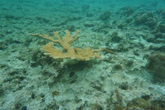 Acropora palmata