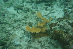 Acropora palmata