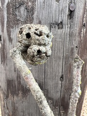 Callirhytis quercuspunctata