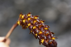 Bulbophyllum careyanum
