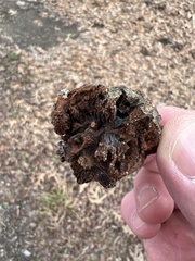 Callirhytis quercuspunctata