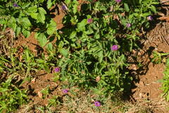 Centratherum punctatum