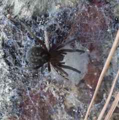 Phyxelididae