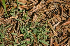 Digitaria henryi
