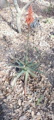 Aloe arborescens