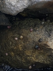 Nerita versicolor
