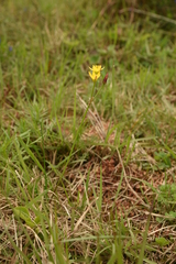 Nothoscordum montevidense