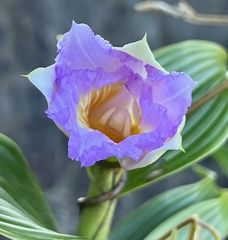 Sobralia