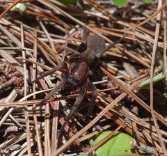 Phyxelididae