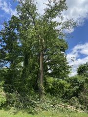 Liriodendron tulipifera
