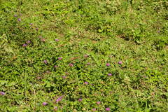 Centratherum punctatum