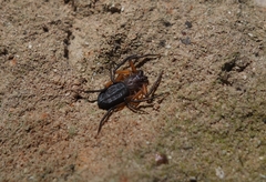 Platyoides walteri