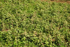 Ageratum conyzoides